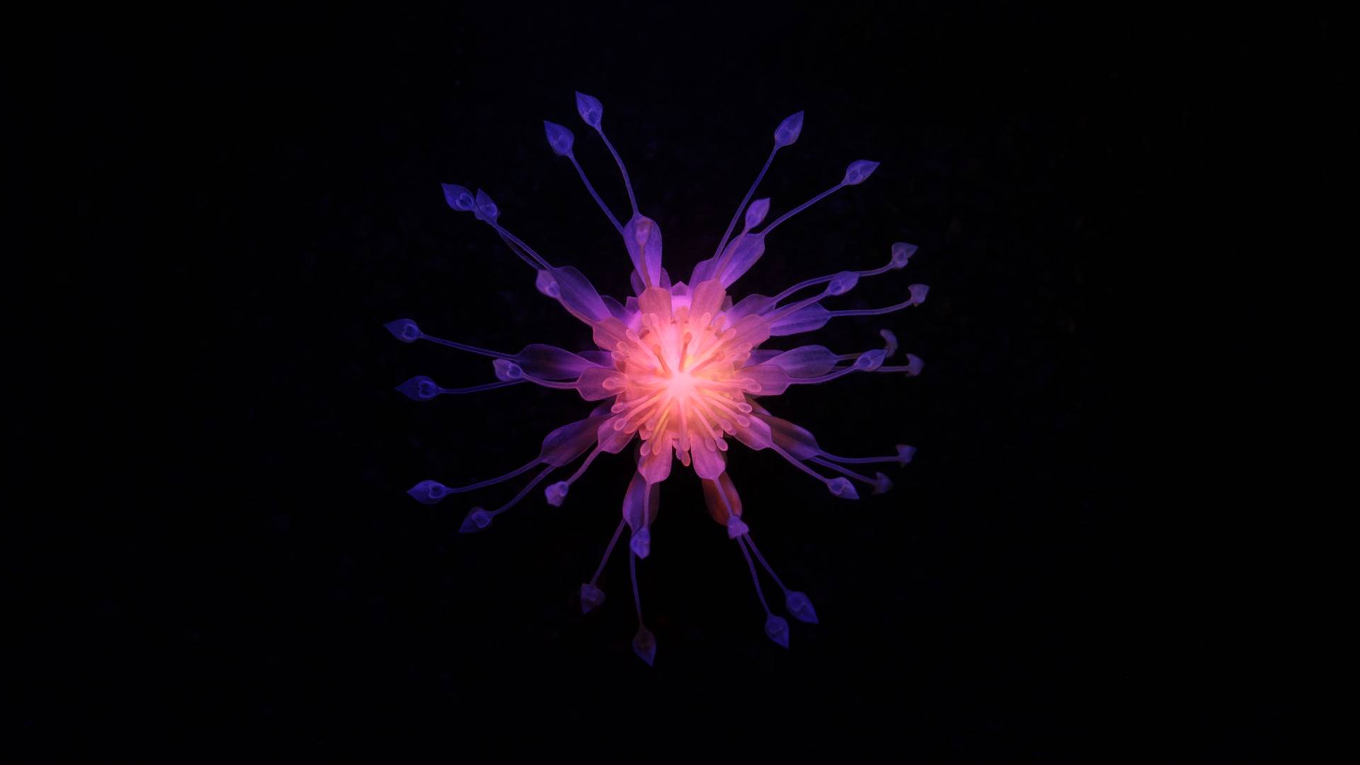 Hydrophytes - 4D Printing