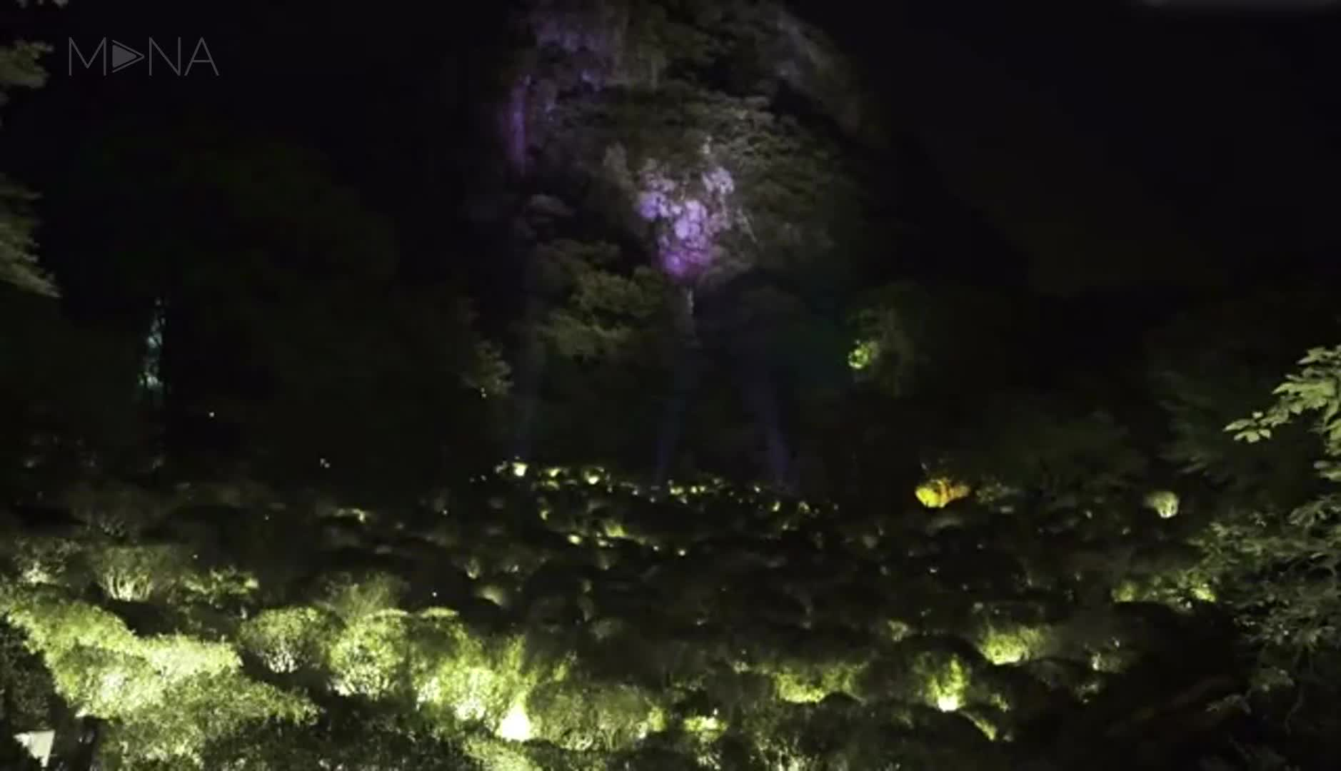 景区夜游在夜晚赋予森林植被生命力