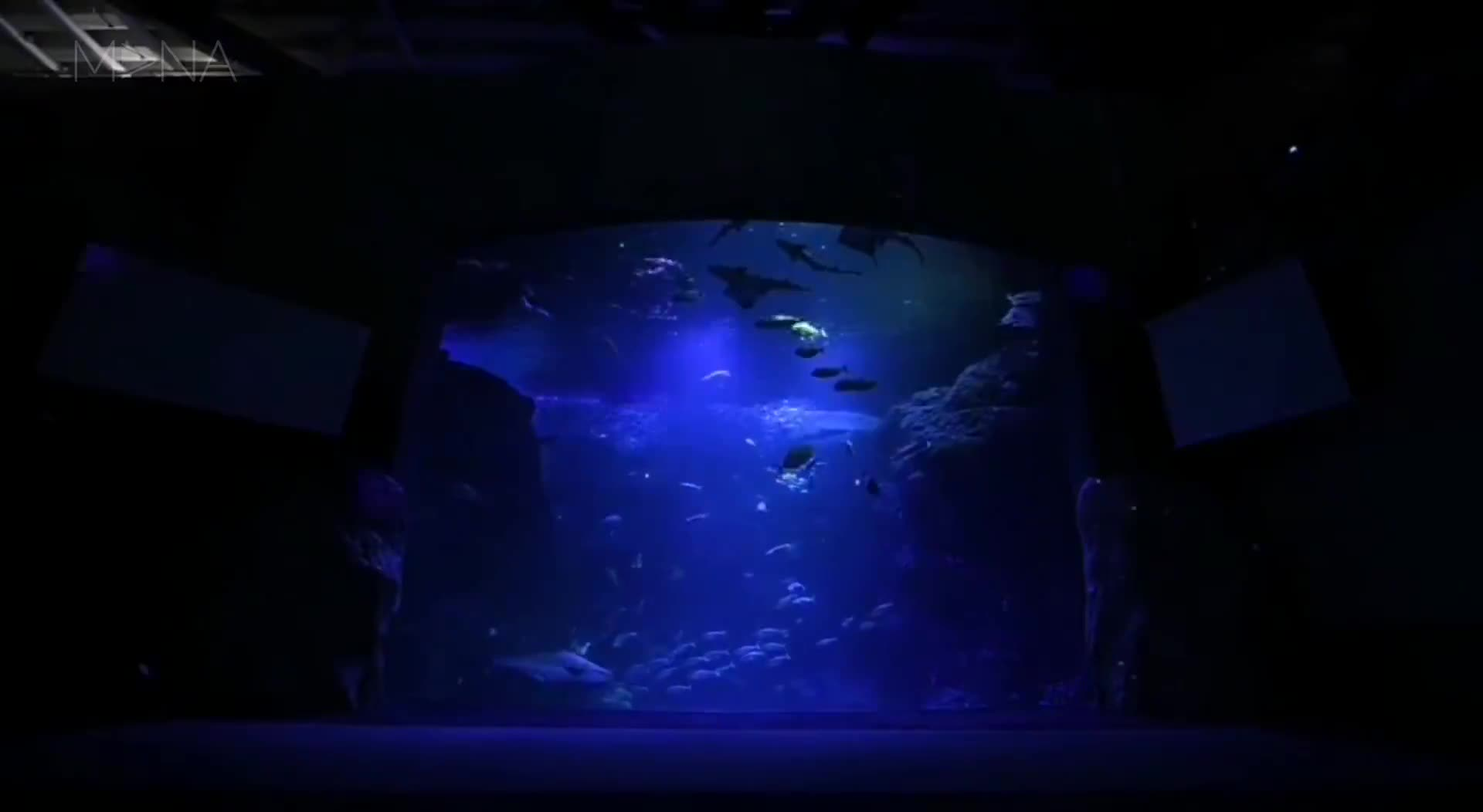 水族馆全息投影