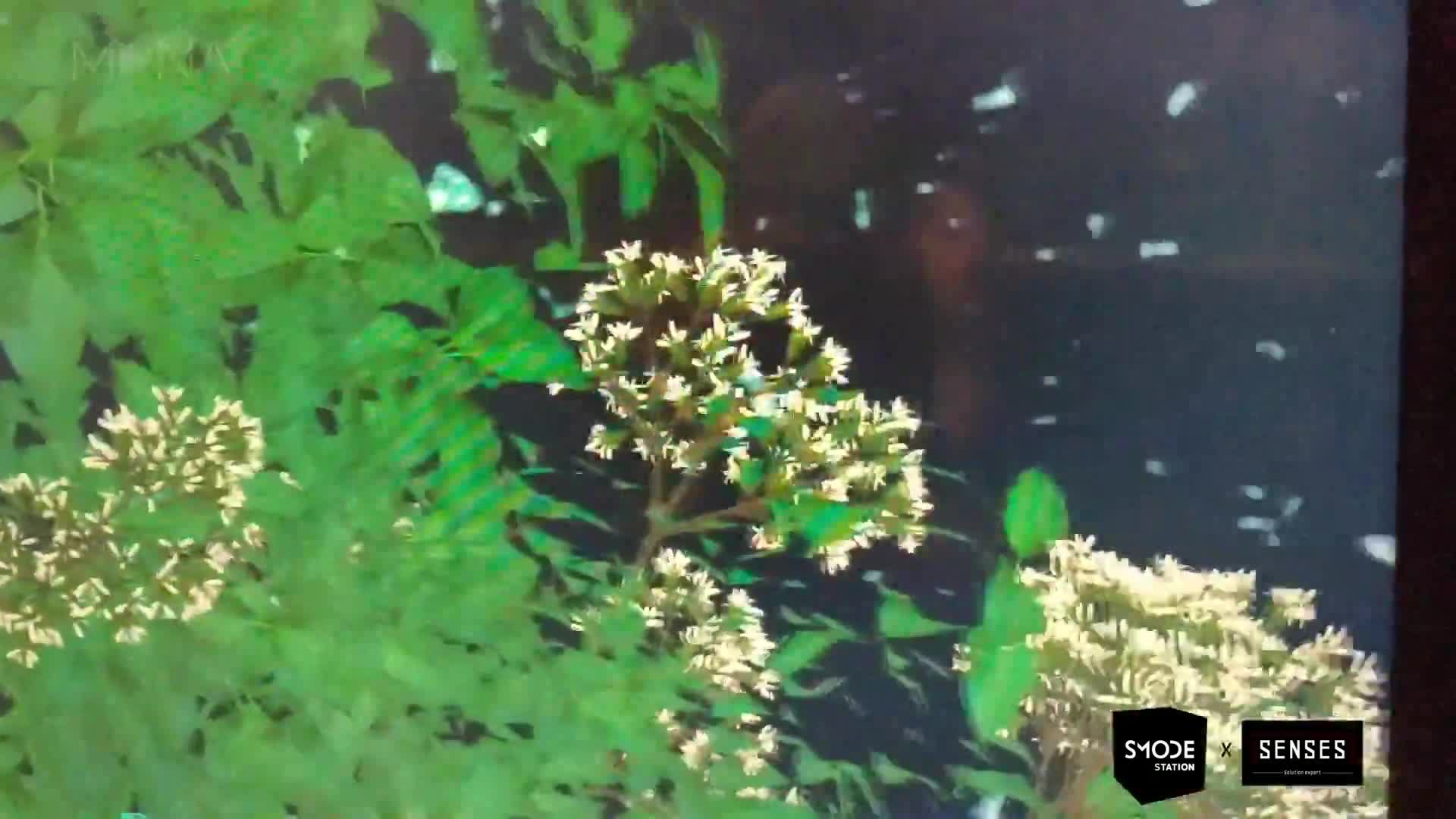 SMODE首次在电视节目中进行AR应用布鲁塞尔