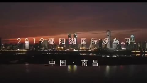 鄱阳湖国际观鸟周