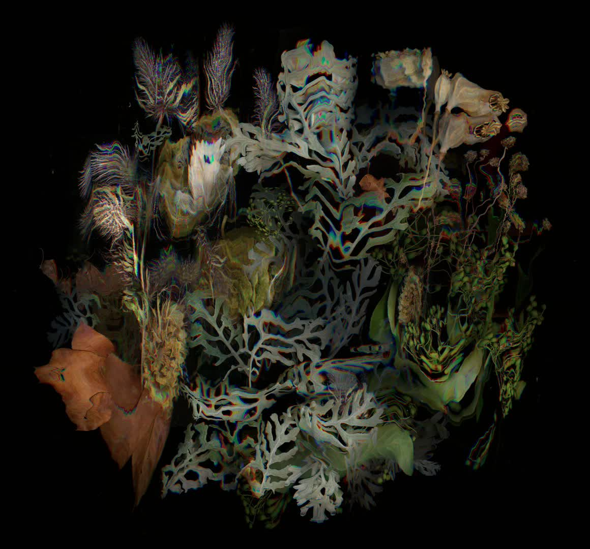 Fauna (From Seven Sisters national park series, England)
