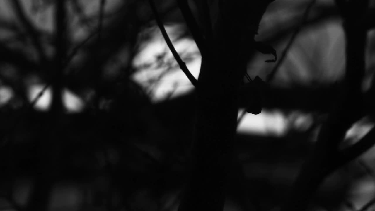"SCAPE" by Kurt Hentschläger (AT/US)