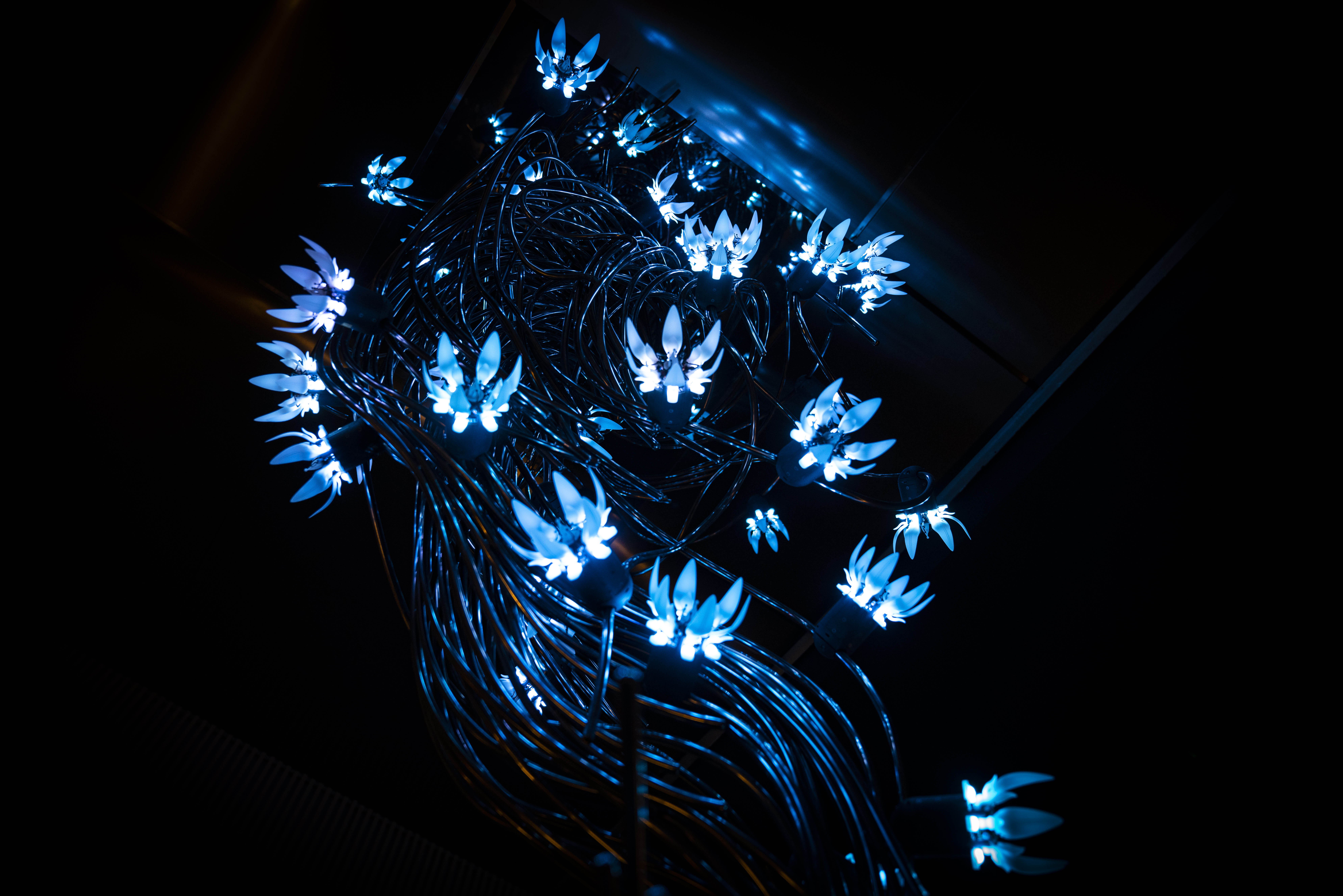 绽放·季_Blossom