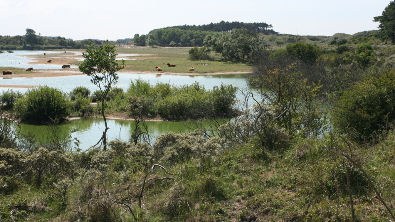 Kennemerduinen 2010, scene H