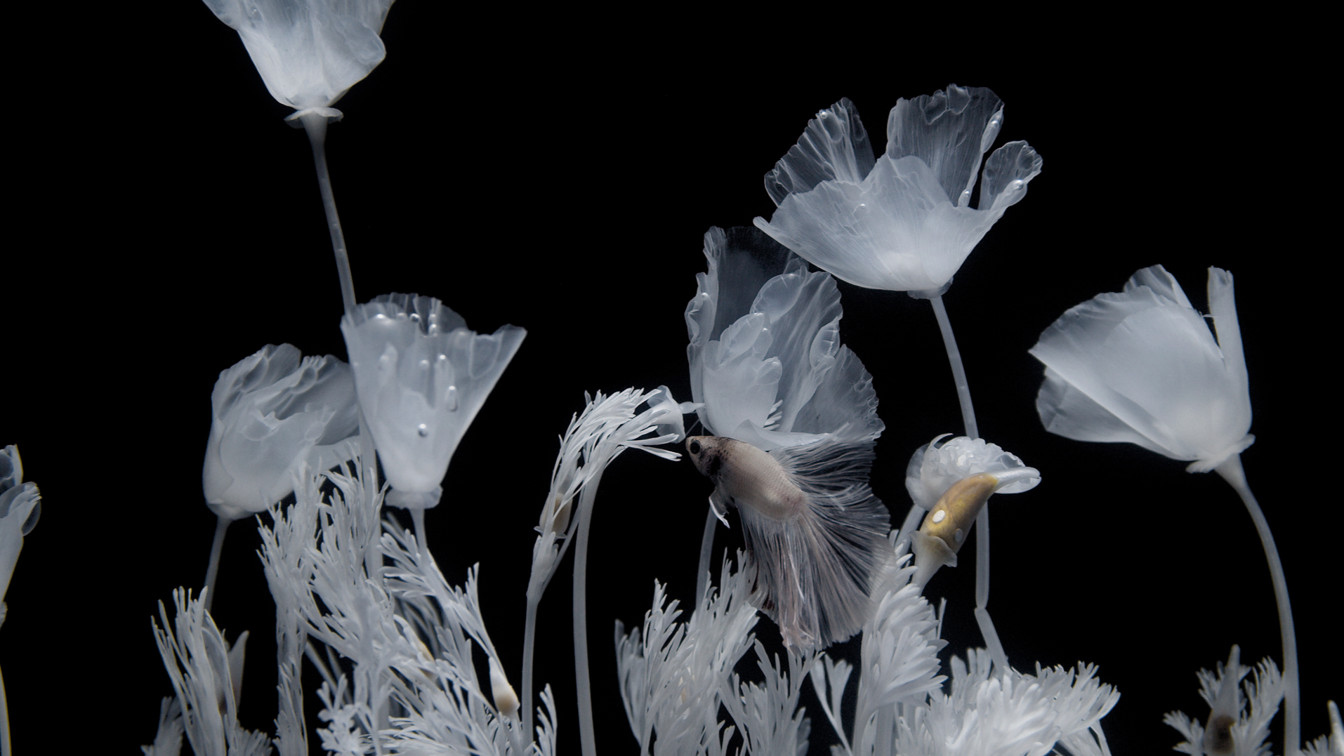 Afterlife: California Poppy