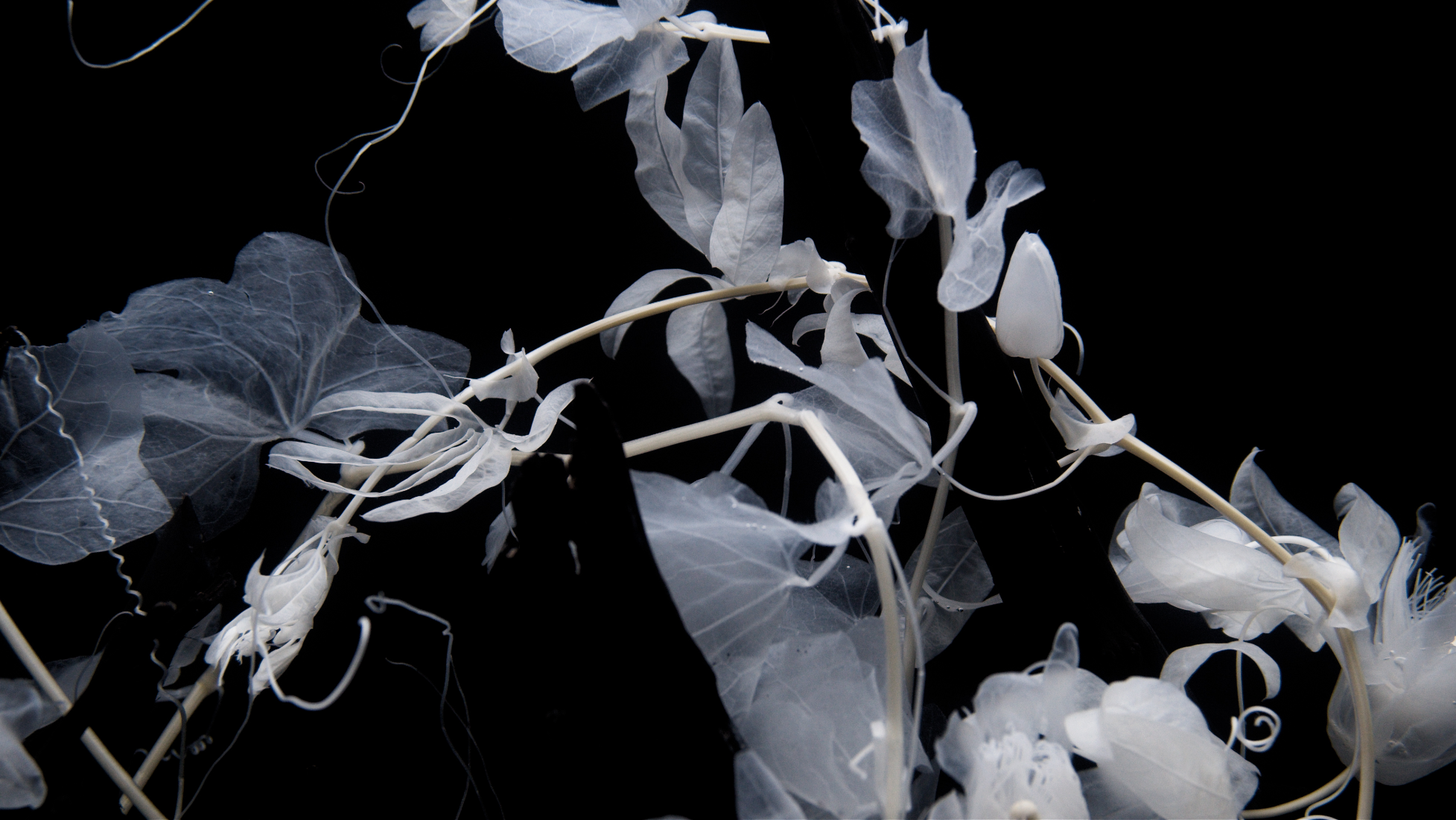 Afterlife_Tendril Vines_Luna Ikuta