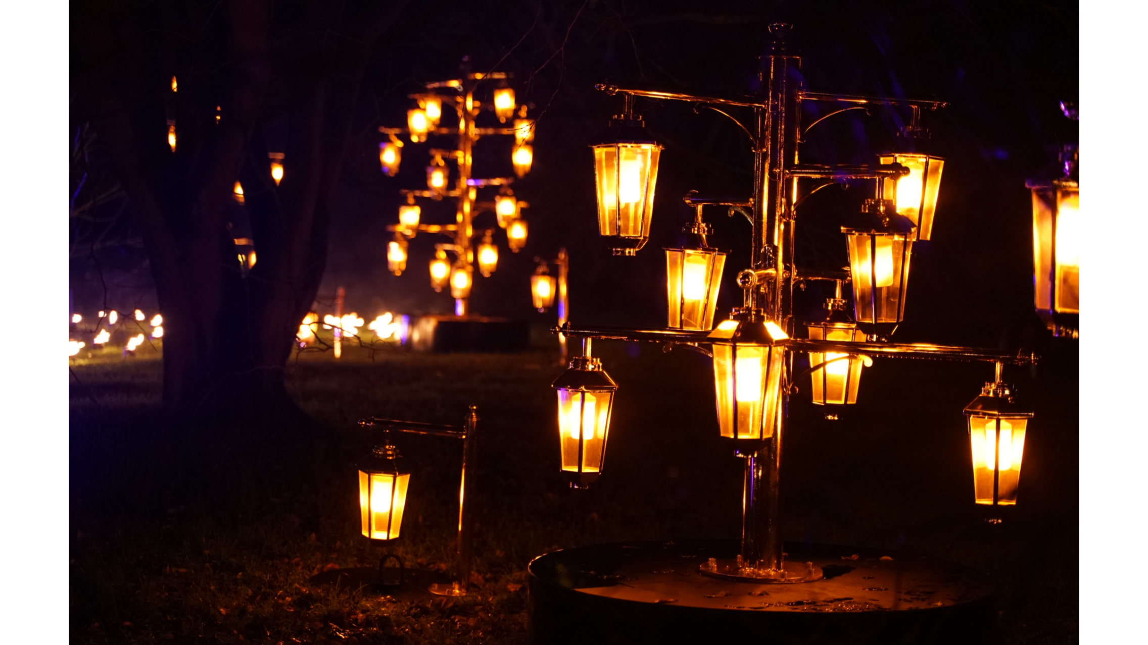 Lantern Trees