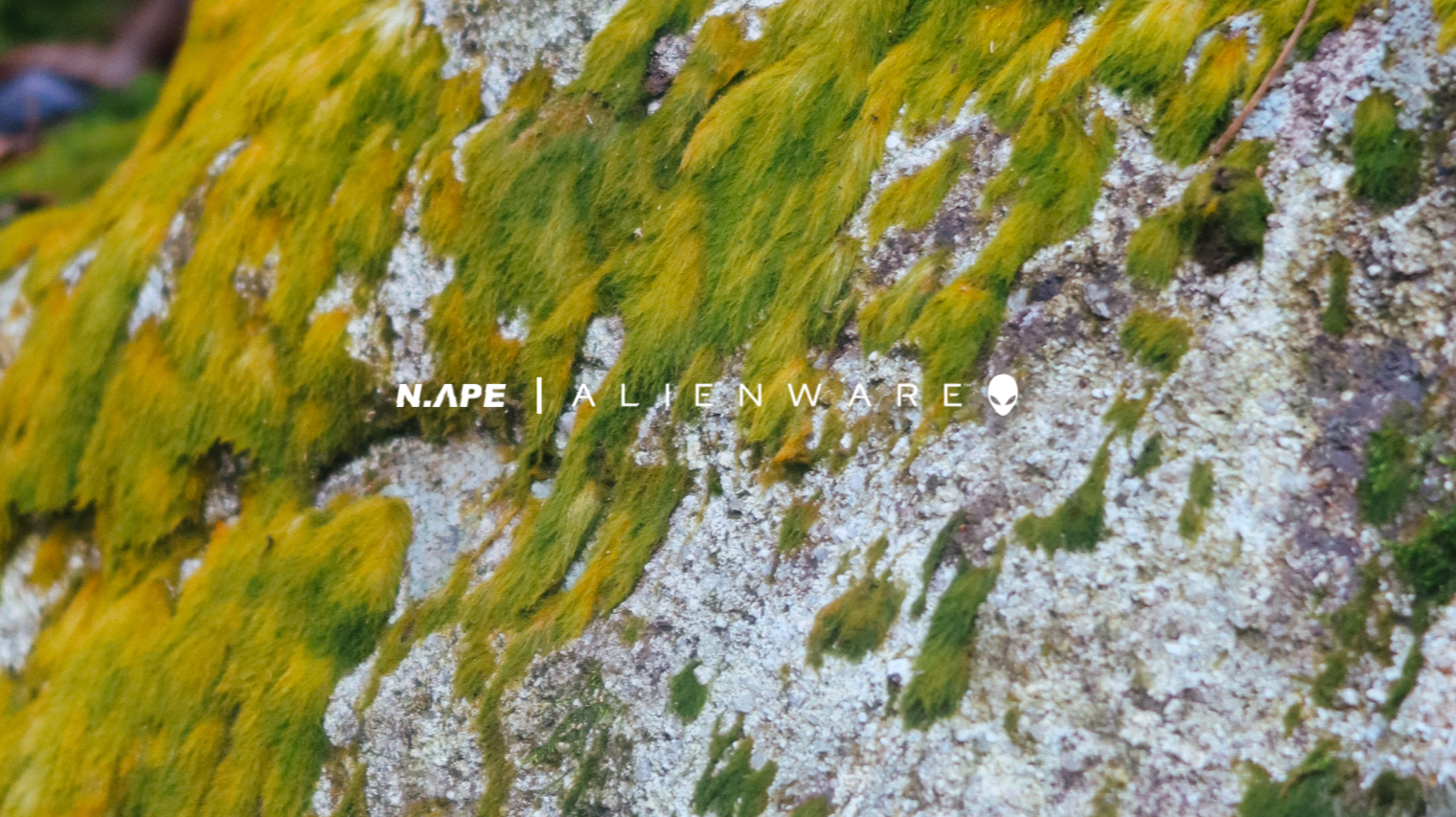  振荡瞬息：科技在自然中洄游 N-APE STUDIO顽猴六周年概念纪录片