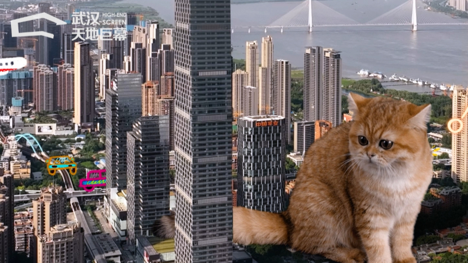武汉巨猫小M