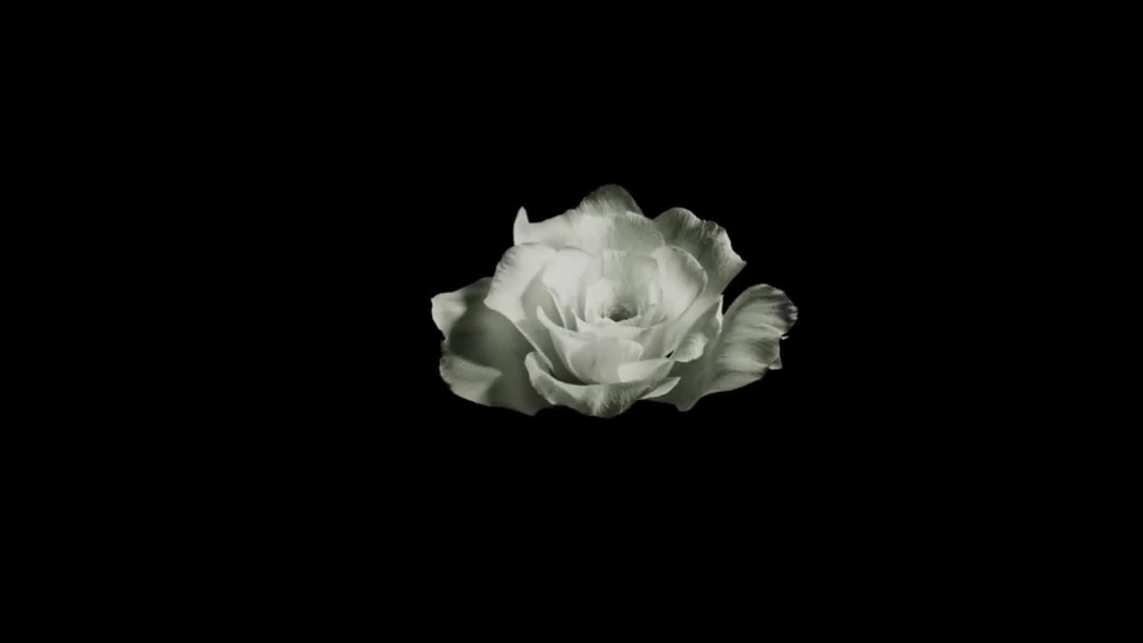 Rose Bloom