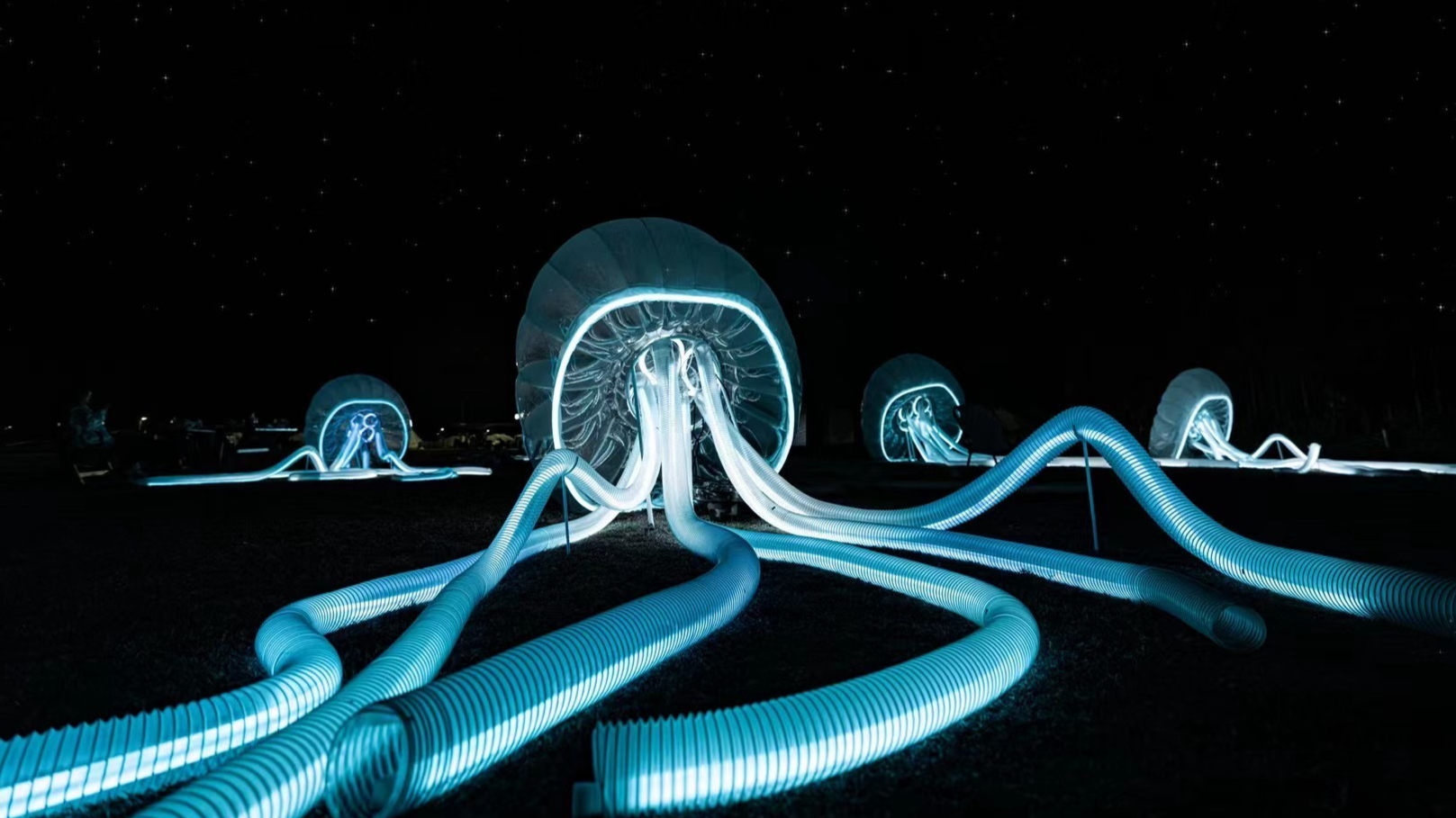 Jellyfish