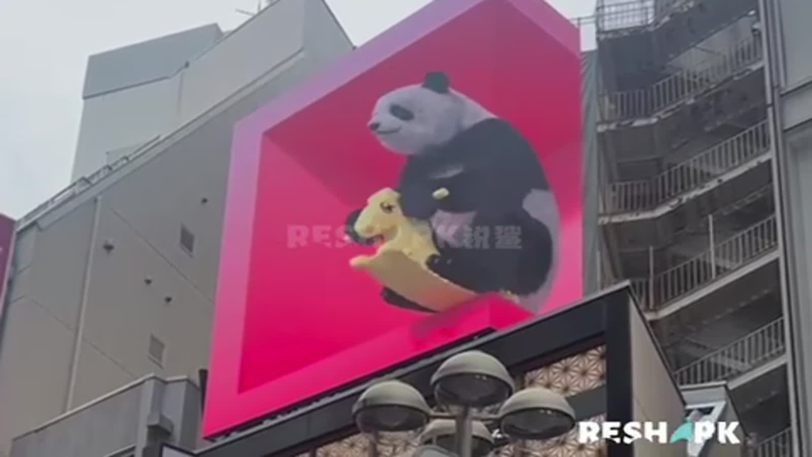 起猛了 看到熊猫在我家楼顶骑小马 