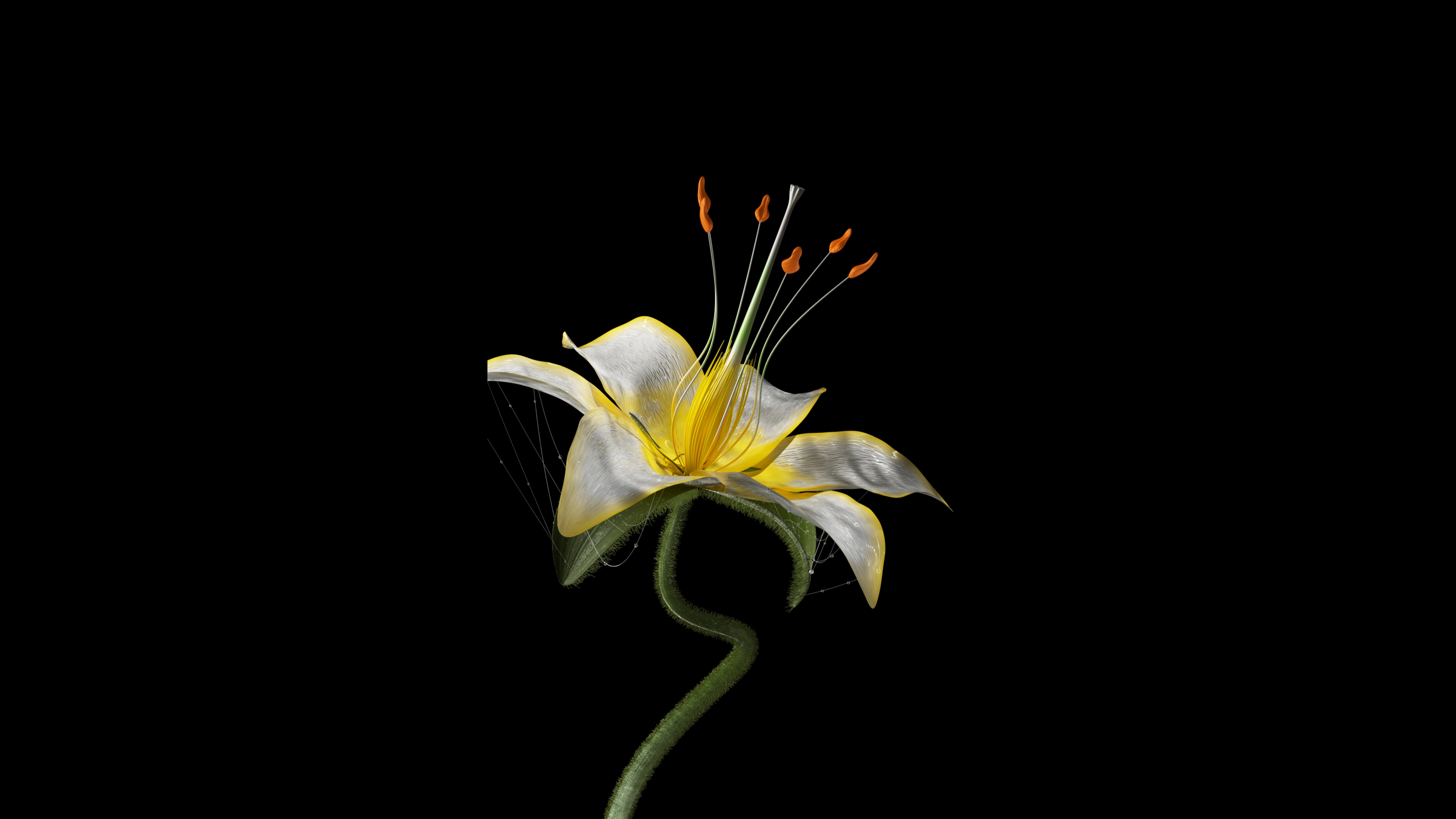 Lily Blossom