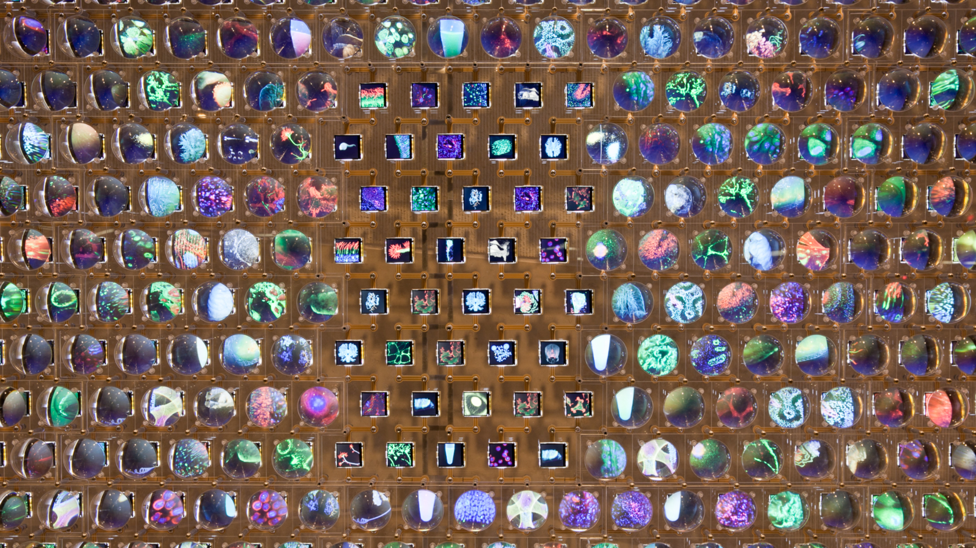 “The Discovery Wall” digital artwork