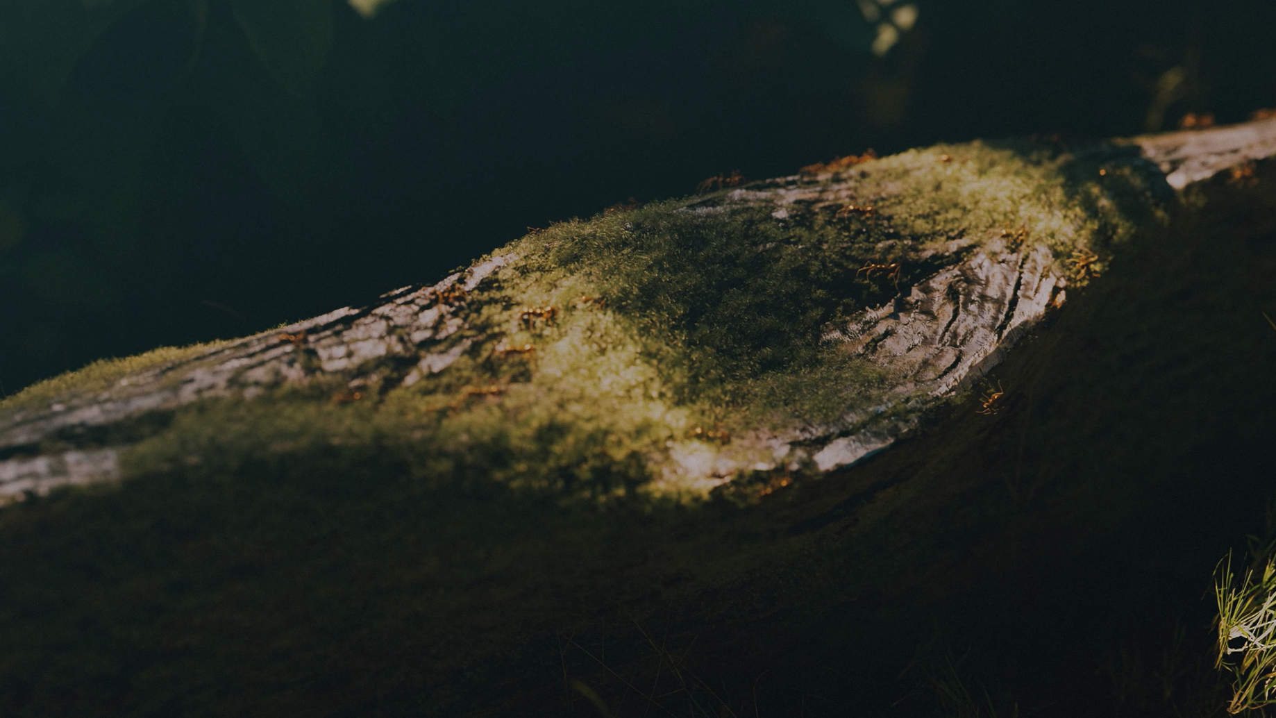 The Little Things That Moves The World