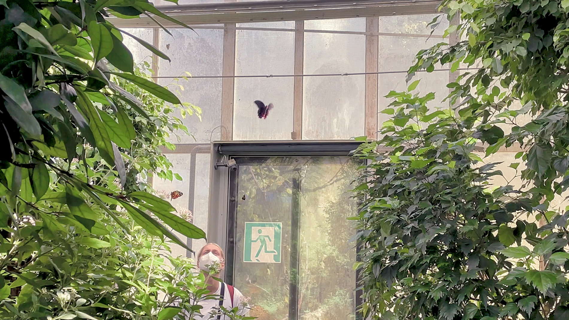 Butterfly Plan I