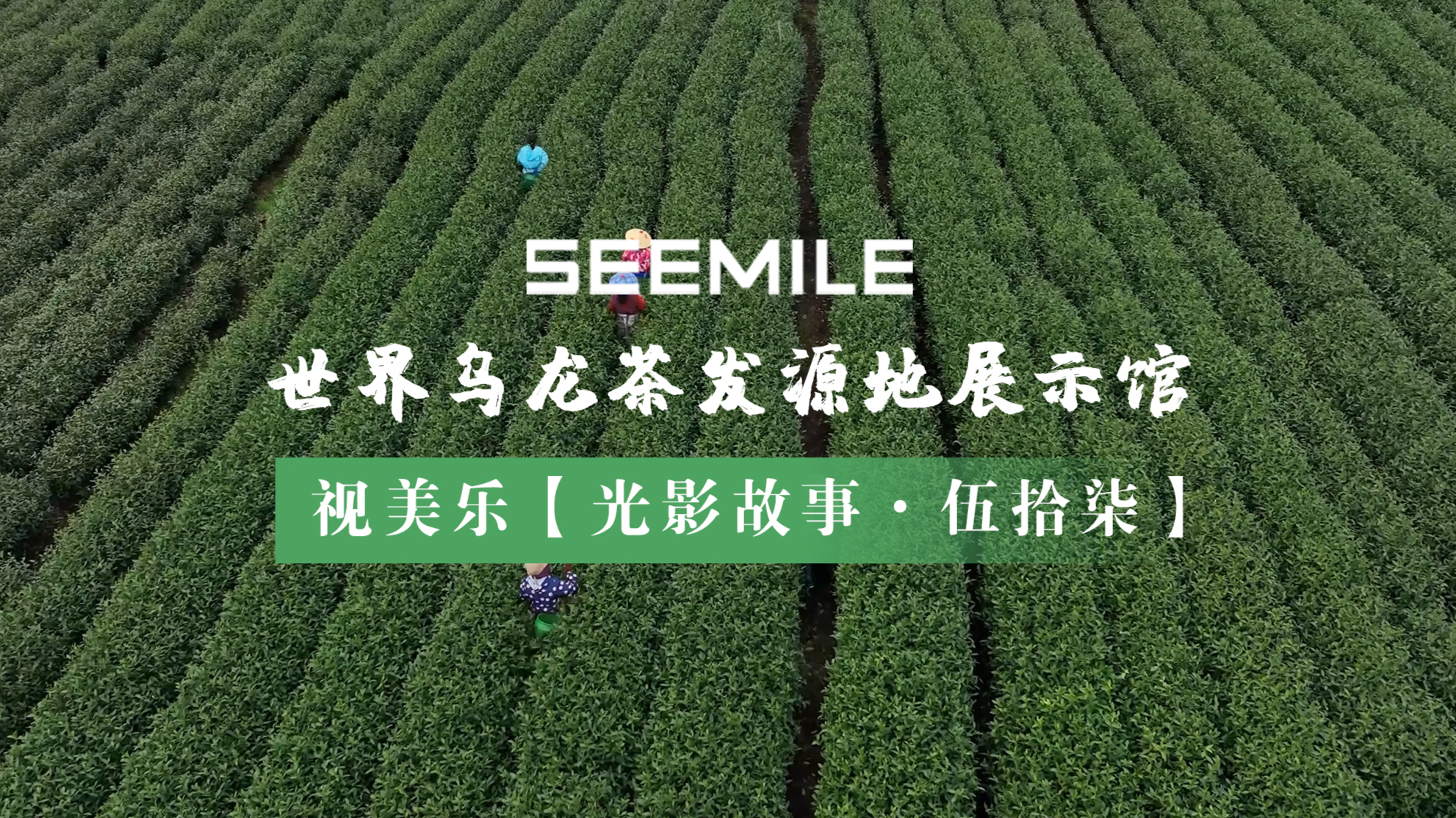 从一片青叶到世界名茶，视美乐用光影演绎乌龙茶的“前世今生”