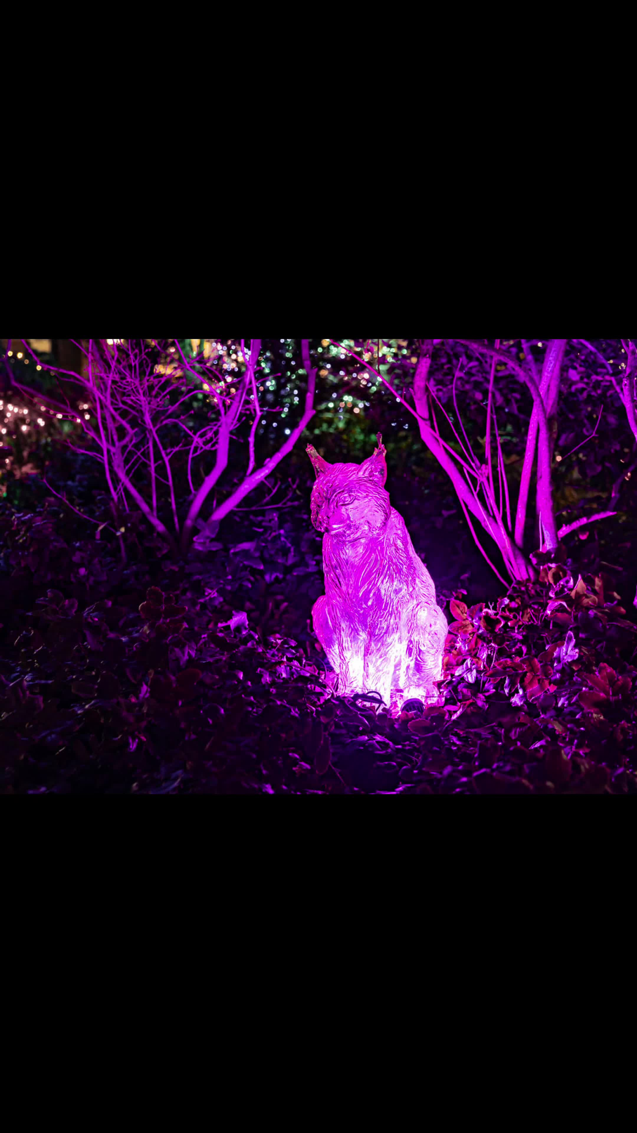 fauna illuminata